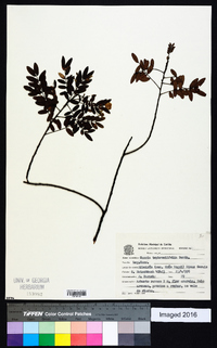 Chamaecrista tephrosiifolia image