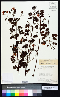 Chamaecrista viscosa var. major image