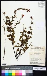Chamaecrista viscosa var. major image