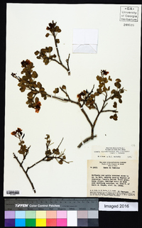 Chamaecrista zygophylloides image