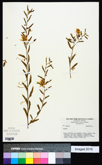 Chamaecrista serpens image