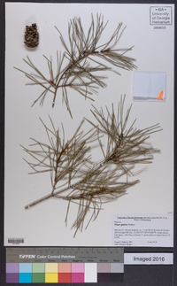 Pinus glabra image