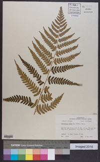 Dryopteris celsa image