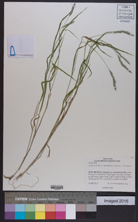 Muhlenbergia racemosa image