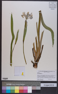 Iris virginica image