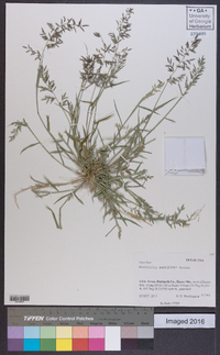 Eragrostis barrelieri image