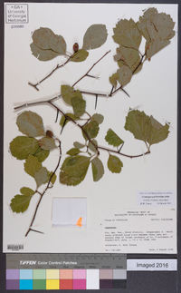 Crataegus pulcherrima image