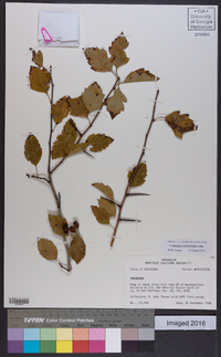 Crataegus pulcherrima image