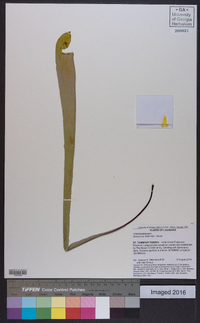 Sarracenia alata image