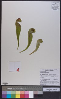 Sarracenia psittacina image