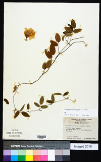 Centrosema virginianum image