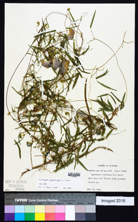 Centrosema virginianum image