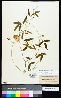 Centrosema virginianum image