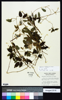 Centrosema virginianum image