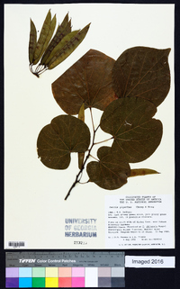 Cercis gigantea image