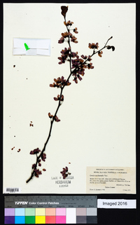 Cercis canadensis var. texensis image