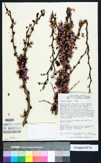 Cercis chingii image