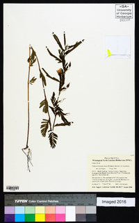 Chamaecrista fasciculata var. fasciculata image