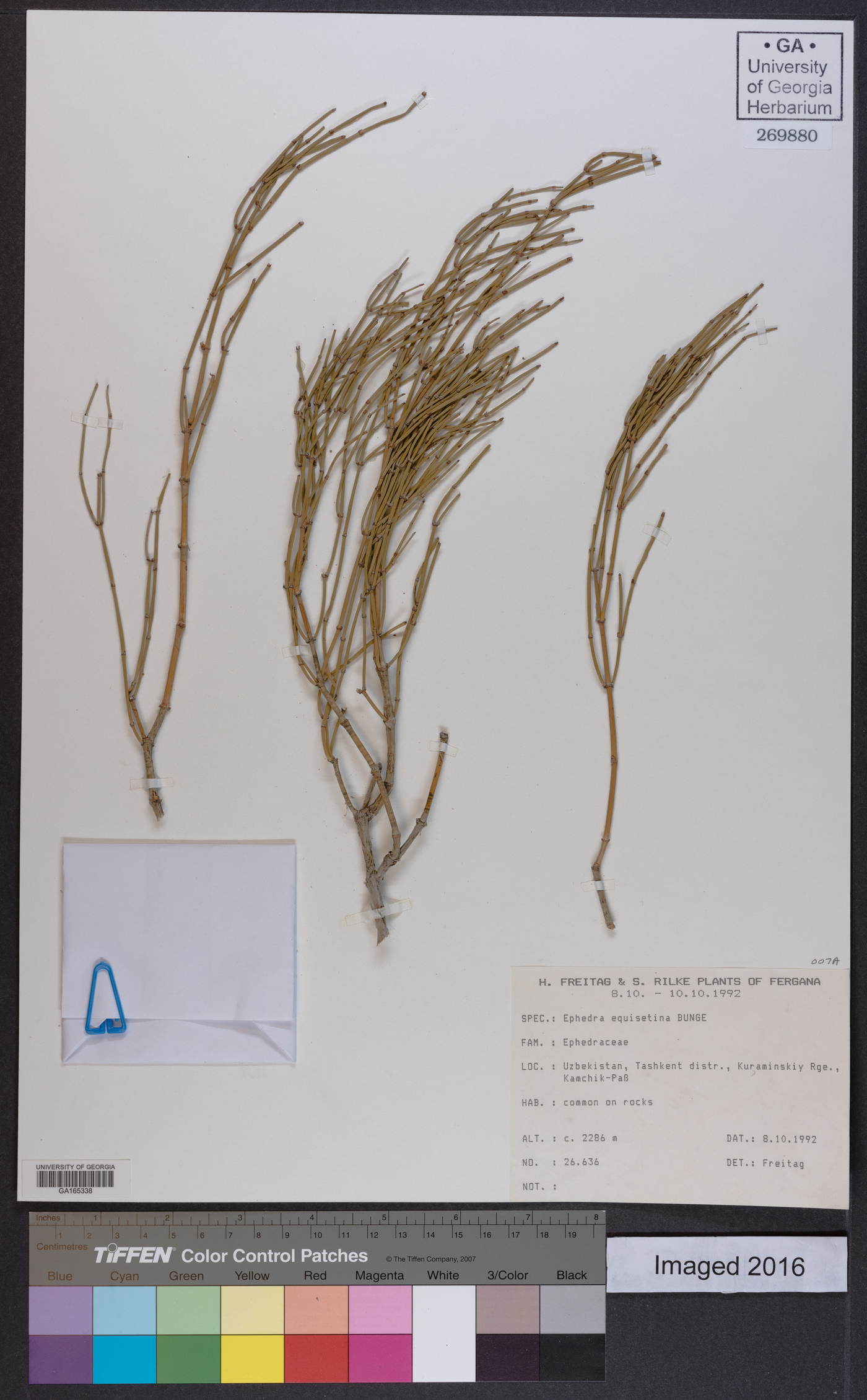 Ephedra equisetina image