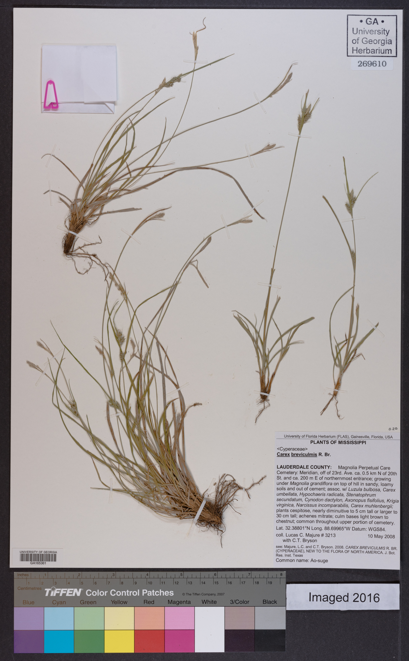 Carex zikae image