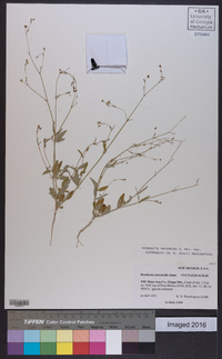 Boerhavia triquetra image