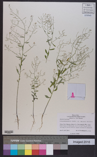 Thelypodiopsis vaseyi image