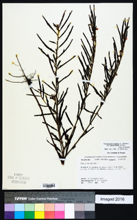 Chamaecrista nictitans var. aspera image