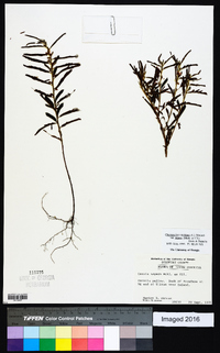 Chamaecrista nictitans var. aspera image