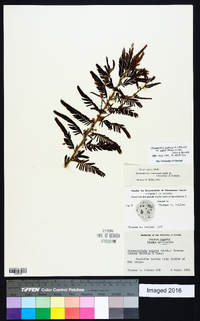 Chamaecrista nictitans var. aspera image