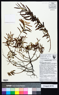 Chamaecrista nictitans var. aspera image