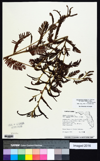 Chamaecrista nictitans var. aspera image