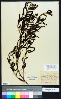 Chamaecrista nictitans var. aspera image