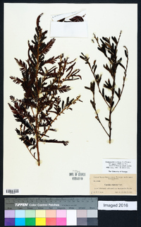 Chamaecrista nictitans var. aspera image