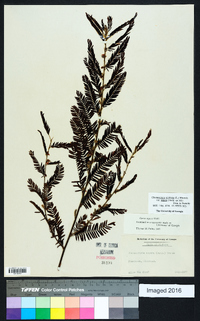 Chamaecrista nictitans var. aspera image