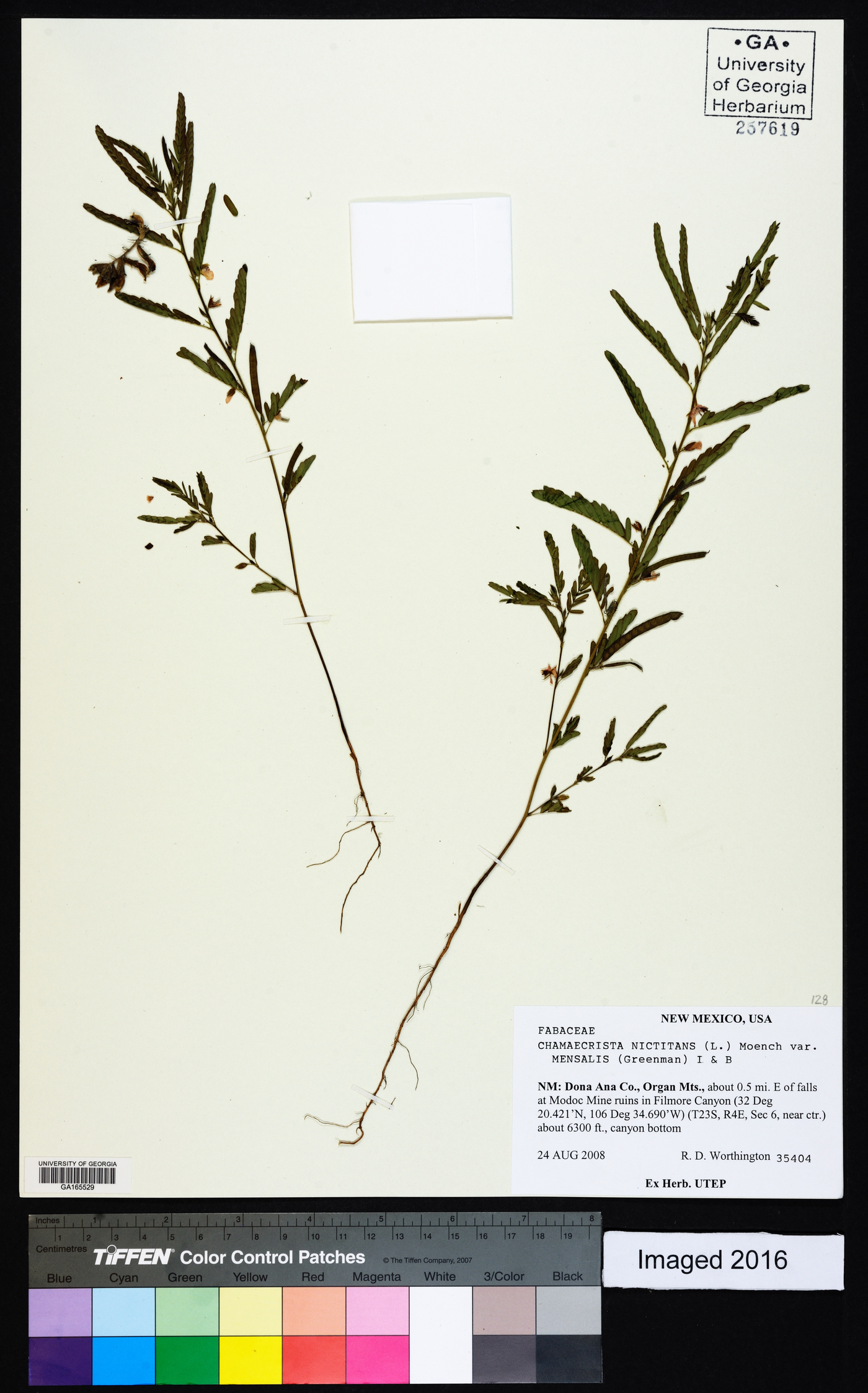 Chamaecrista nictitans var. mensalis image