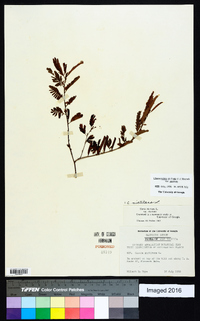 Chamaecrista nictitans var. nictitans image
