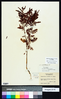 Chamaecrista nictitans var. nictitans image