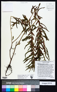 Chamaecrista nictitans var. aspera image