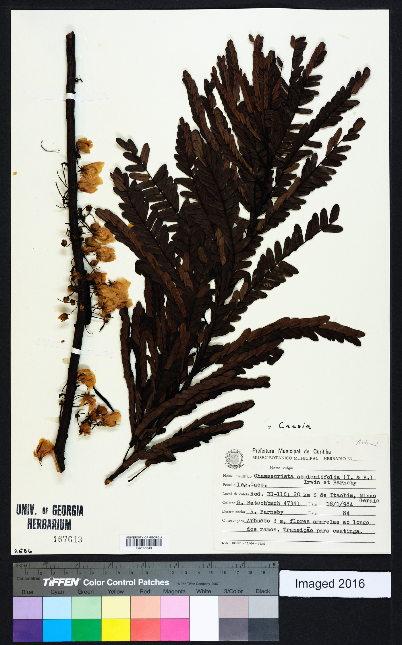 Chamaecrista aspleniifolia image