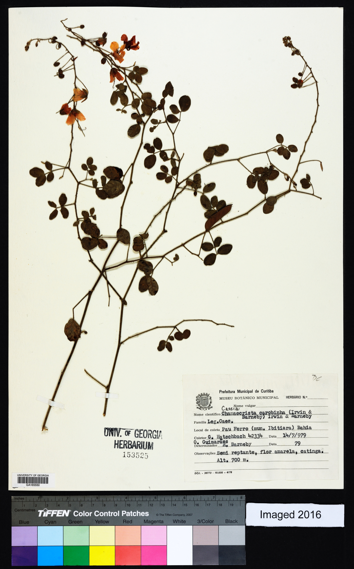 Chamaecrista carobinha image