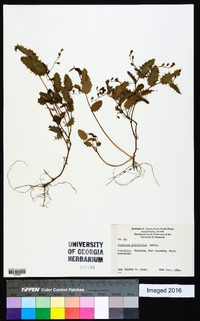 Chorizema ilicifolium image