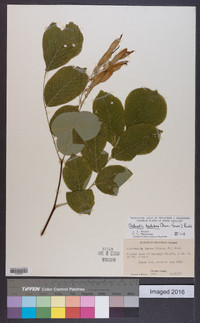 Cladrastis kentukea image