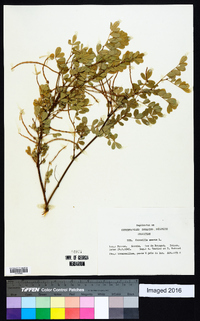 Hippocrepis emerus image