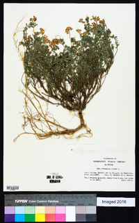 Coronilla minima image