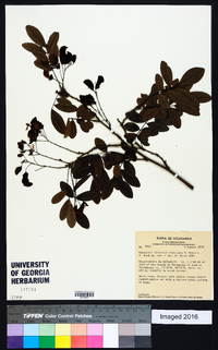 Coursetia elliptica image