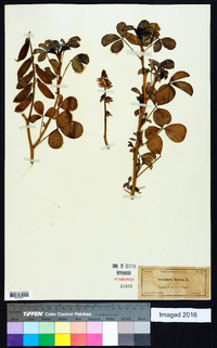 Crotalaria incana image