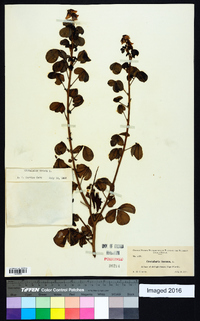 Crotalaria incana image