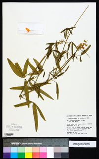 Crotalaria lanceolata image