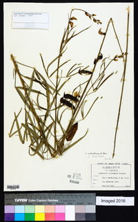 Crotalaria ochroleuca image