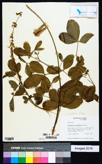 Crotalaria pallida image